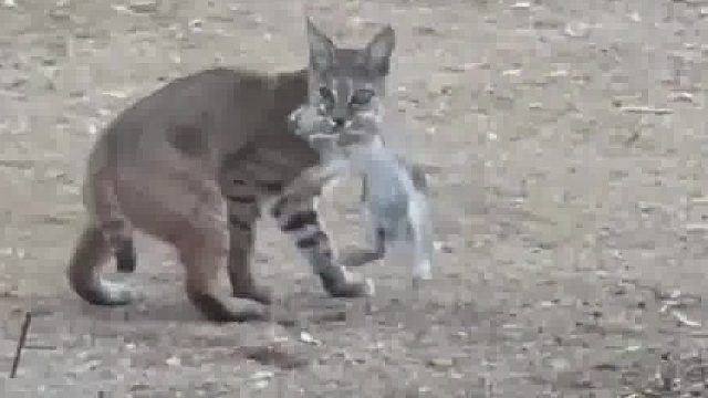 山猫迅雷不及掩耳捕杀兔子