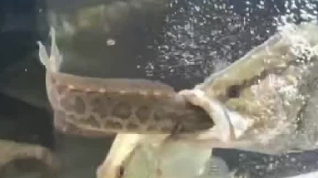 没有一个动作是多余的鳜鱼：小样，挑衅我？黑鱼：是我肤浅了