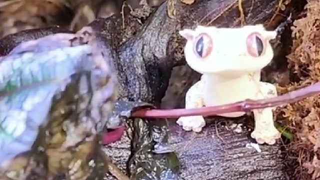 国外小姐姐买了一只可爱的壁虎做宠物，精心照顾下没想到带来意外惊喜