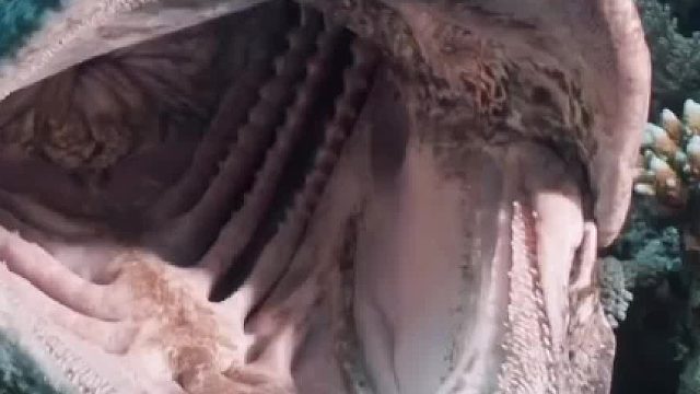 注意！张开这条大嘴鱼是马铃薯鳕鱼。它们张大嘴有助于进食，也是繁殖季节求偶舞蹈的一部分