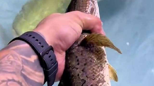 黑鱼虽猛，但强中更有强中手……