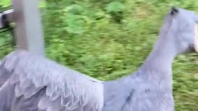 过儿，是你吗过儿？