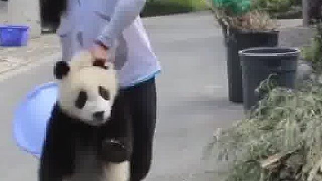 作为国宝我也是要面子的啊，摄像小哥还拍着呢！