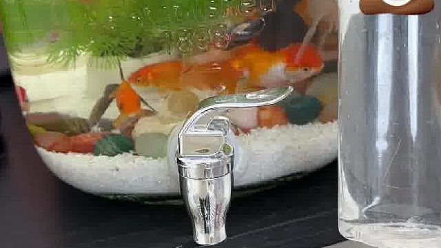 懒人养鱼新玩法