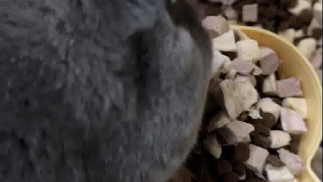 家里小猫两天一桶粮，晚上可以铲走两包粑粑！不过小猫咪也一天比一天肥美