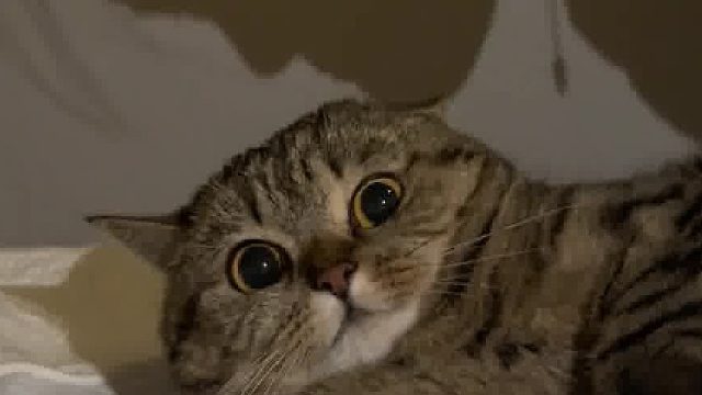 猫咪：我妈天天给我驱虫，这次谁能给我妈驱驱魔