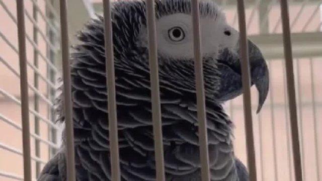 鹦鹉一直叫姐姐没来的及录制主人让它再叫一遍 商量半天被鹦鹉嫌呀嗦 讲唠不要说话了