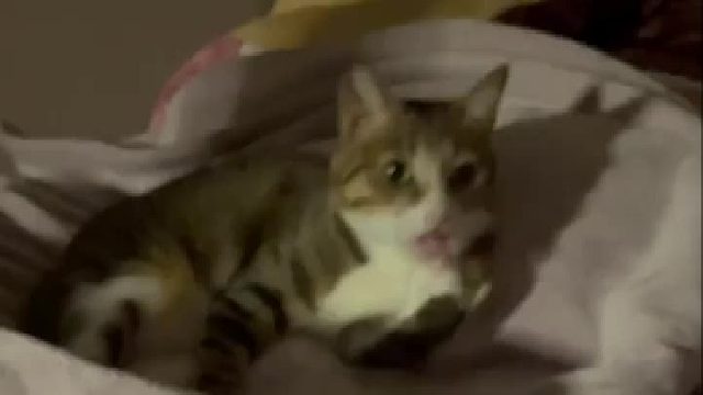 当猫咪舔爪上瘾后..