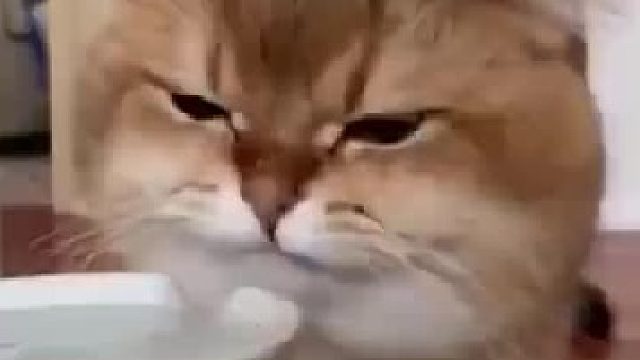 近距离观察喝水的大脸猫，瞧着脸上的水珠看起来喝的很激烈啊，就很治愈！