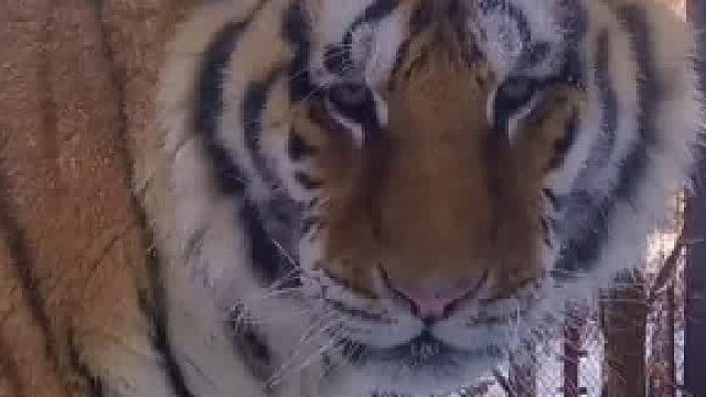 天气是冷了，怕冷的ee也不敢往你怀里钻啊，让怕冷的叔叔去，ee消受不起