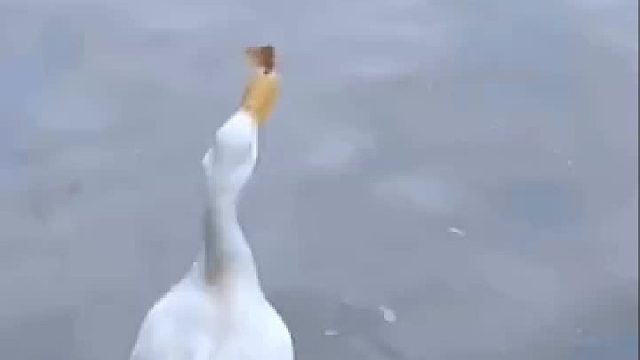 我不信逮不住你