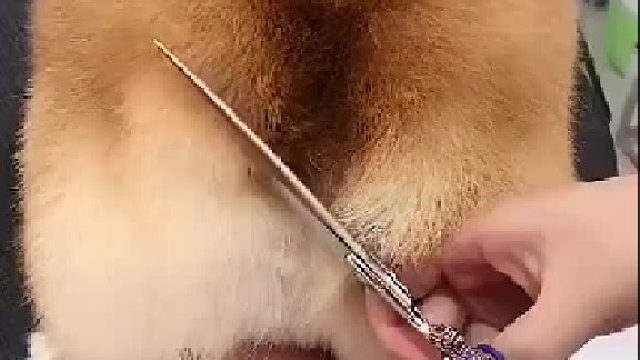 原来柯基的爱心屁股是这样剪得呀..