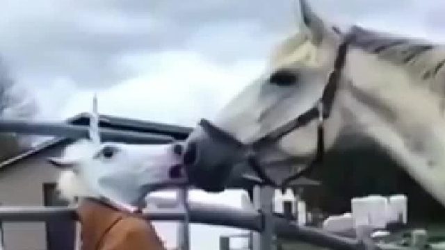 这匹马可能这辈子都走不出这个阴影了