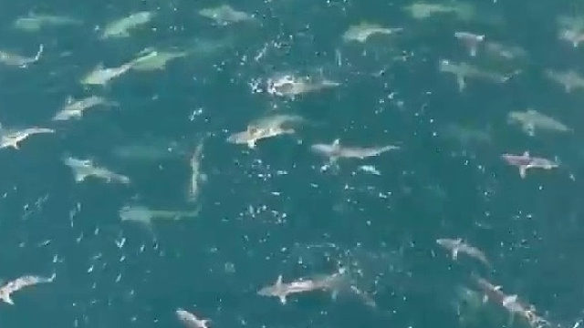 这是海里的鲨鱼，还是“鲨鱼海”？人跳下去应该是秒没吧？