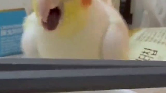 就餐时需要驱逐恐龙