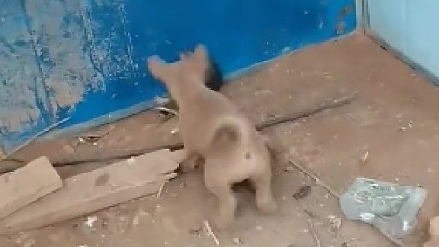 老鼠：好想在笼子里不出来