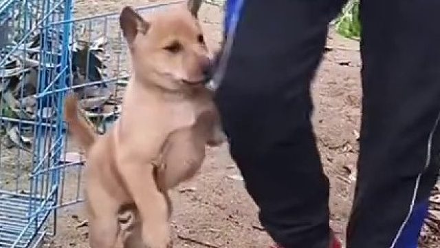 当你回到家，狗狗总往身上扑怎么办？这里教大家一个方法，总膝盖顶狗狗倒地，两天你就见到效果了