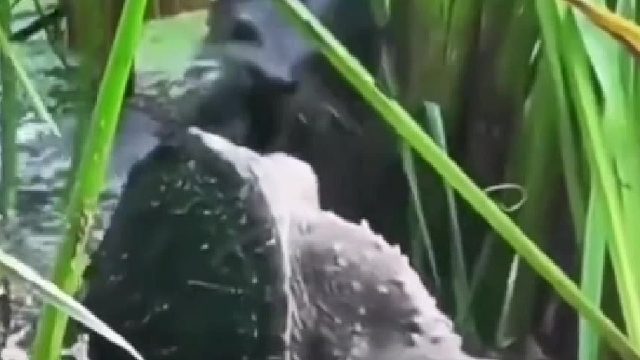 看着萌宠，捕食很凶残