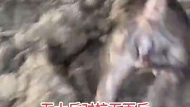 第二次它又冲上去了，貌似没有教训