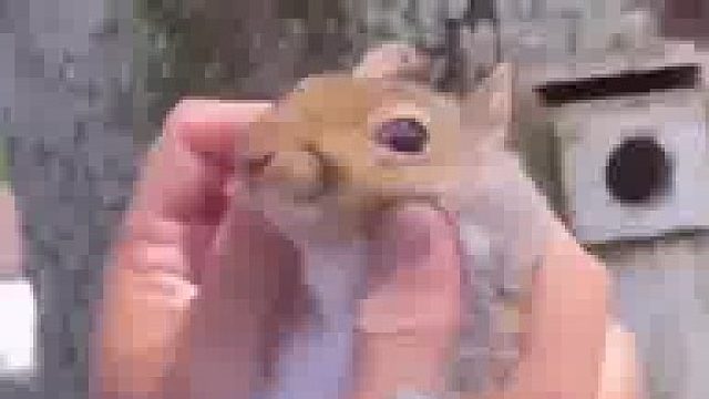 养只猫或养只狗不好吗