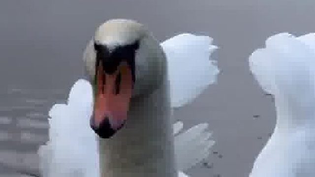 疣鼻天鹅 一家在北方越冬，好肥美的天鹅