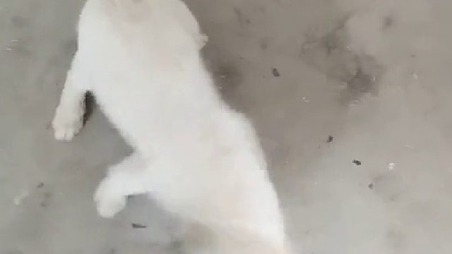 无师自通的狗子，捉到老鼠就一招……