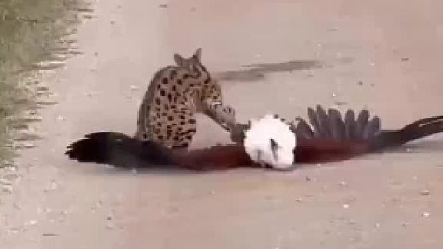 当猫科动物遇上猛禽