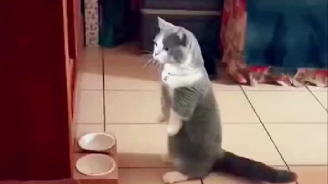 地方方言？哪里的？天津的？河北的？