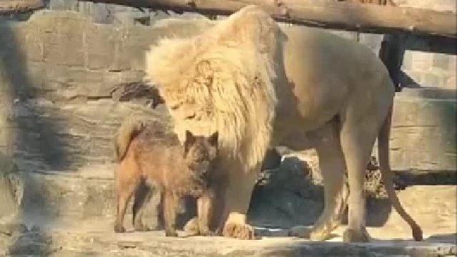 狗生巅峰，这狗能吹一辈子