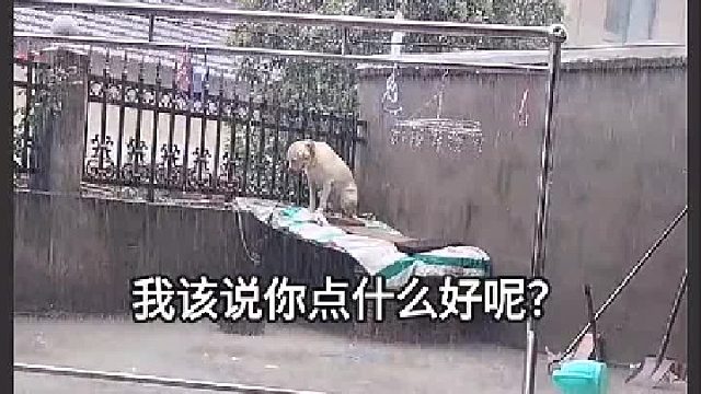 狗窝里有水，狗不想去