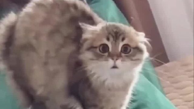 女生第一次与男友猫咪见面，猫咪的表情亮了