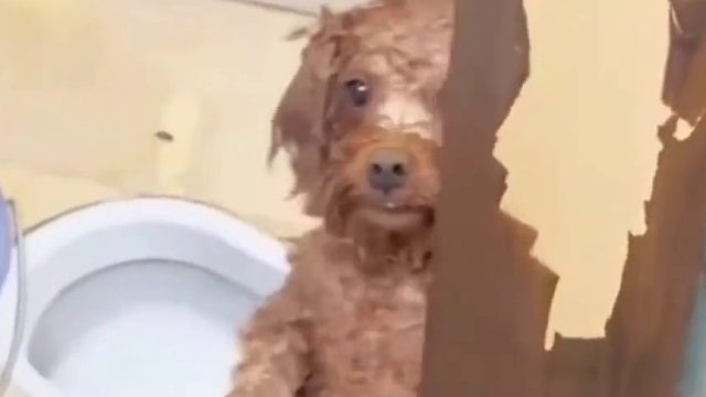 这家伙好像把自己当人了