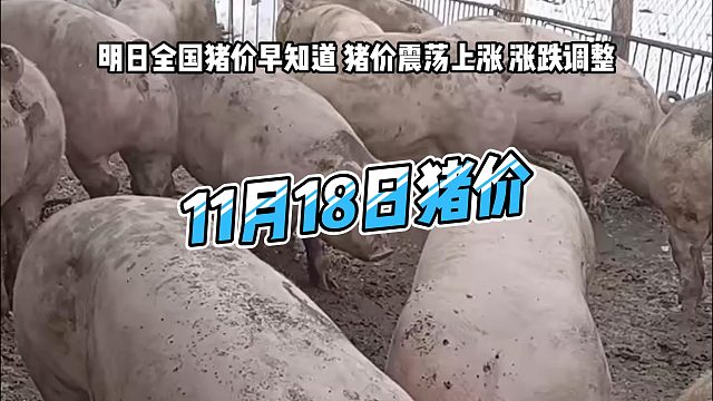 明日11月18日全国猪价早知道！明日猪价震荡上涨 生猪价格涨跌调整#猪价行情 #明日猪价#生猪价格