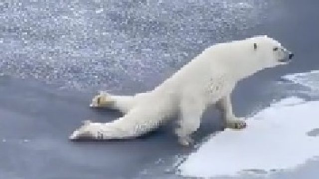 北极熊：我这一生如履薄冰，企鹅你说我能走到对岸吗？