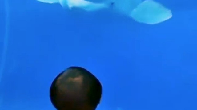 白鲸吃饱喝足后，就得找点娱乐玩玩，调戏人类幼崽。