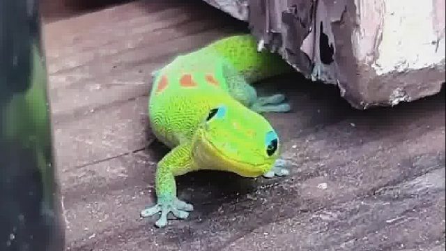 小姐姐深夜遇神秘生物造访，一路尾随原来另有隐情