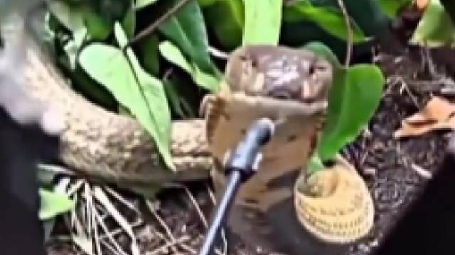 “卧槽你给我喝农药”