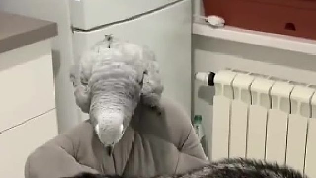 这鹦鹉“挺损啊”