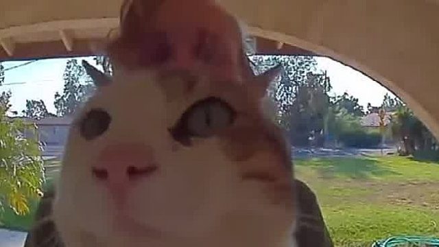 国外一网友抱怨，自从他家邻居有只猫之后，每天都带着猫来按门铃