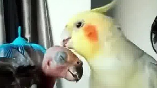 这只鹦鹉太坏了……