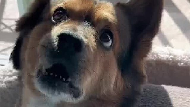 狗狗：上岗前也没人告诉我这工作这么难做啊