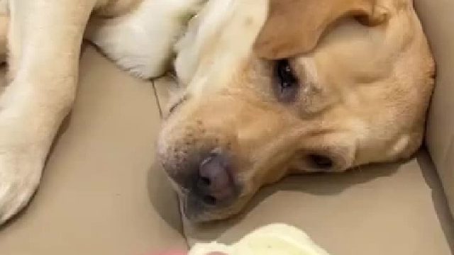 当你有只嘴馋小狗无语了！