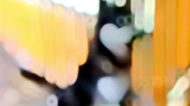 二哈：不是哥们儿，你不是金毛么？