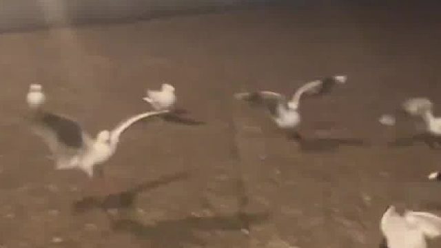 海鸥：你可真贱啊