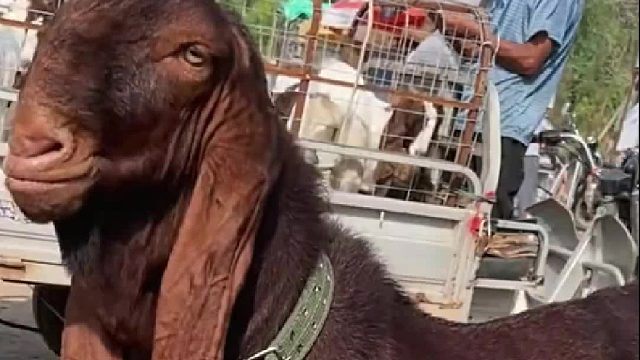 极品马士革公羊