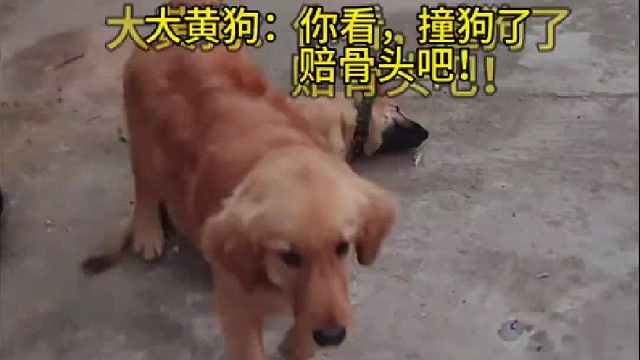 就是它，最佳表演奖！它怎么连四肢僵硬的感觉都演出来了！