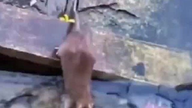 靠山吃山，靠水吃水，谁说只有猫猫才会抓鱼？