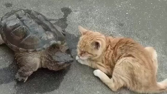 猫反应太快,一般动物早让咬住了