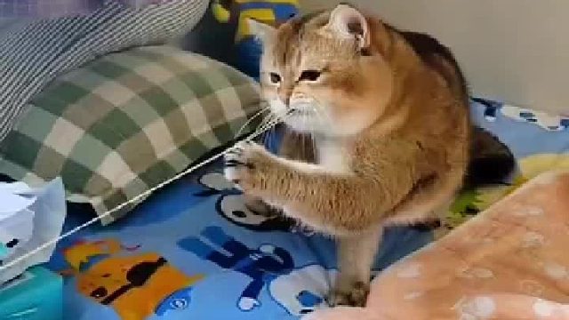 猫咪无聊玩皮筋 网友_呲牙咧嘴的看完 最后听到叫声就放心了。