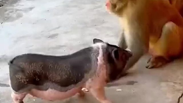 明显猪比狗厉害